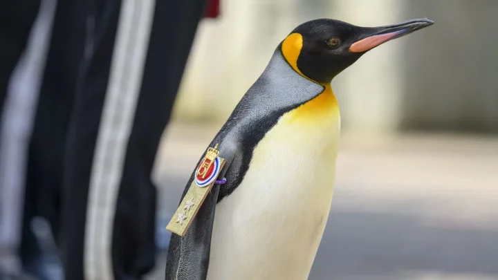 Emotional moment Sir Nils Olav III, a penguin, was promoted to rank of army general in Norway (Video)