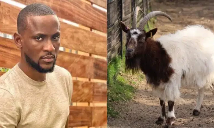 #BBNaija All Stars: 'I wanted to come with a live goat to Biggie's house' - Omashola (Video)