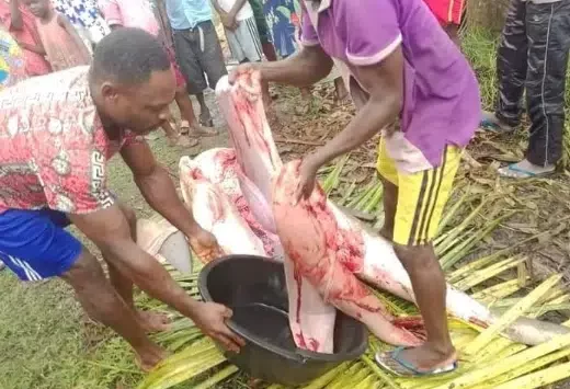 Fisherman catches 'shark' in Bayelsa, butchers it; Photos cause buzz