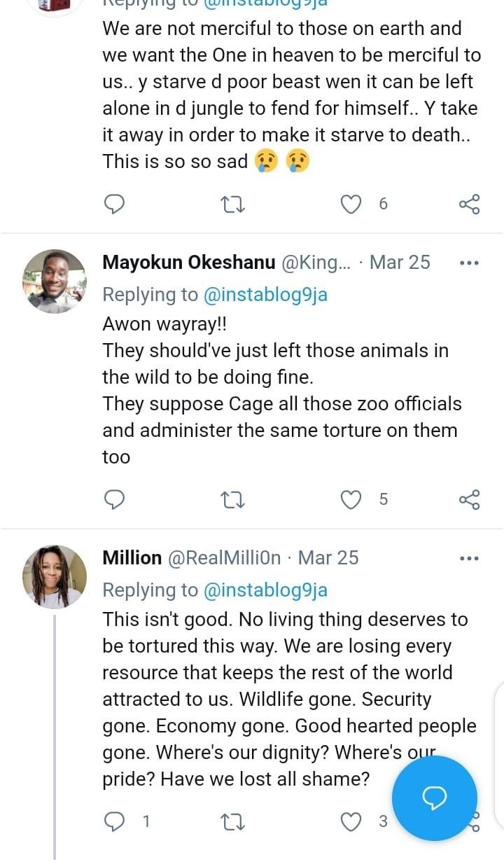 “RIP Lion, you fought a good fight” – Nigerians react as hunger kills Lion in Kaduna state zoo