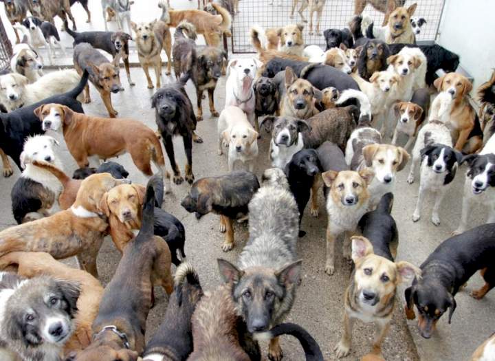 Sleeping with dogs, animals punishable under Nigeria law - Police warns