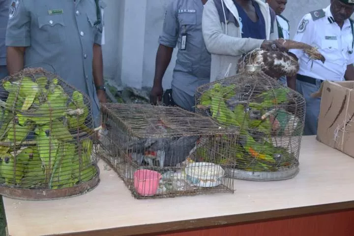Customs arrest two for attempting to smuggle N6.89m worth of parrots and hawks