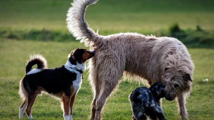 Why Dogs Sniff Each Other's Behinds
