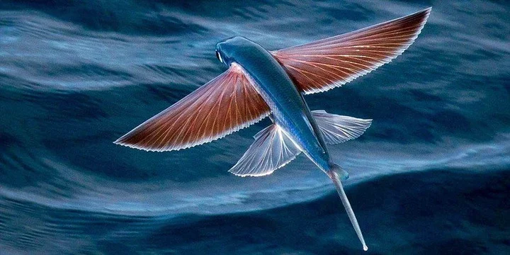 Flying fish 