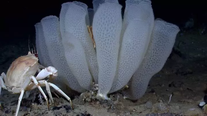 10 newly discovered ocean creatures revealed by scientists