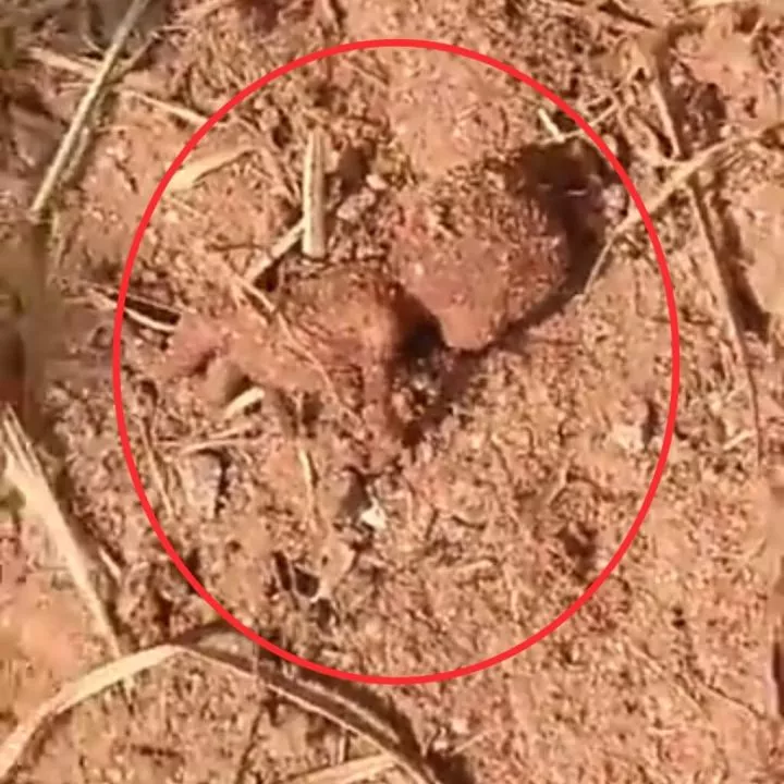 Outrage as newborn baby's lifeless body is found in bush