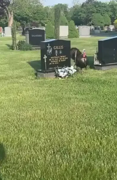 Lady concerned as she sees turkey continuously circling a grave