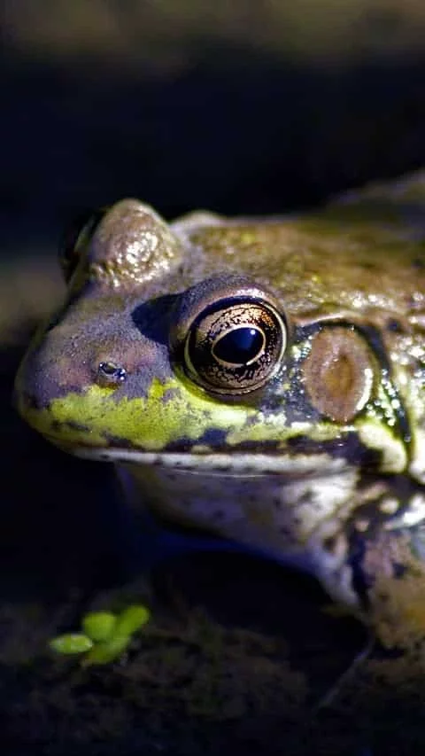 4. Bullfrog