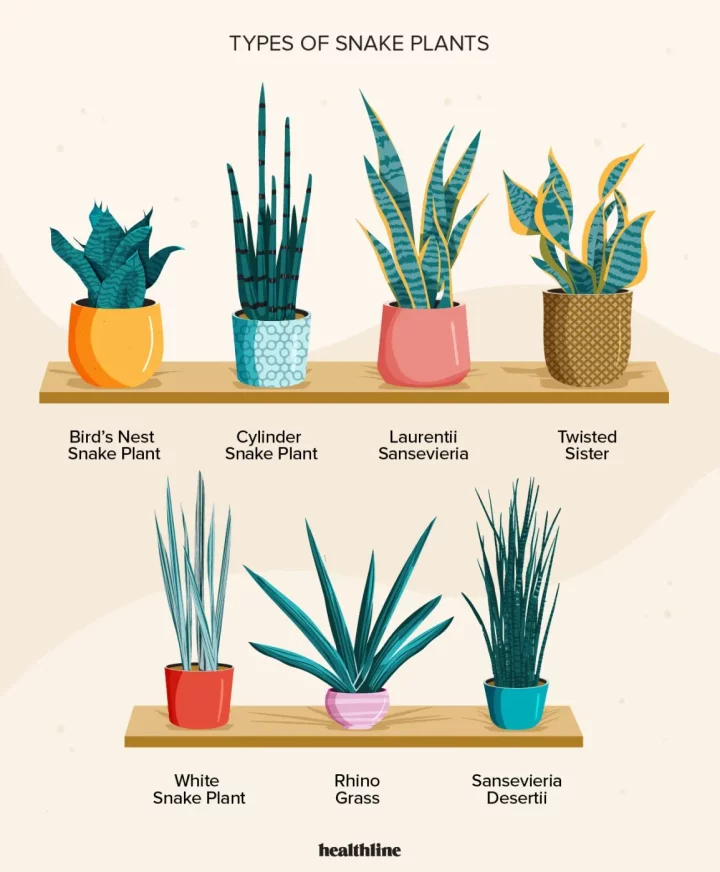 7 Benefits of Keeping Snake Plants In Your Home