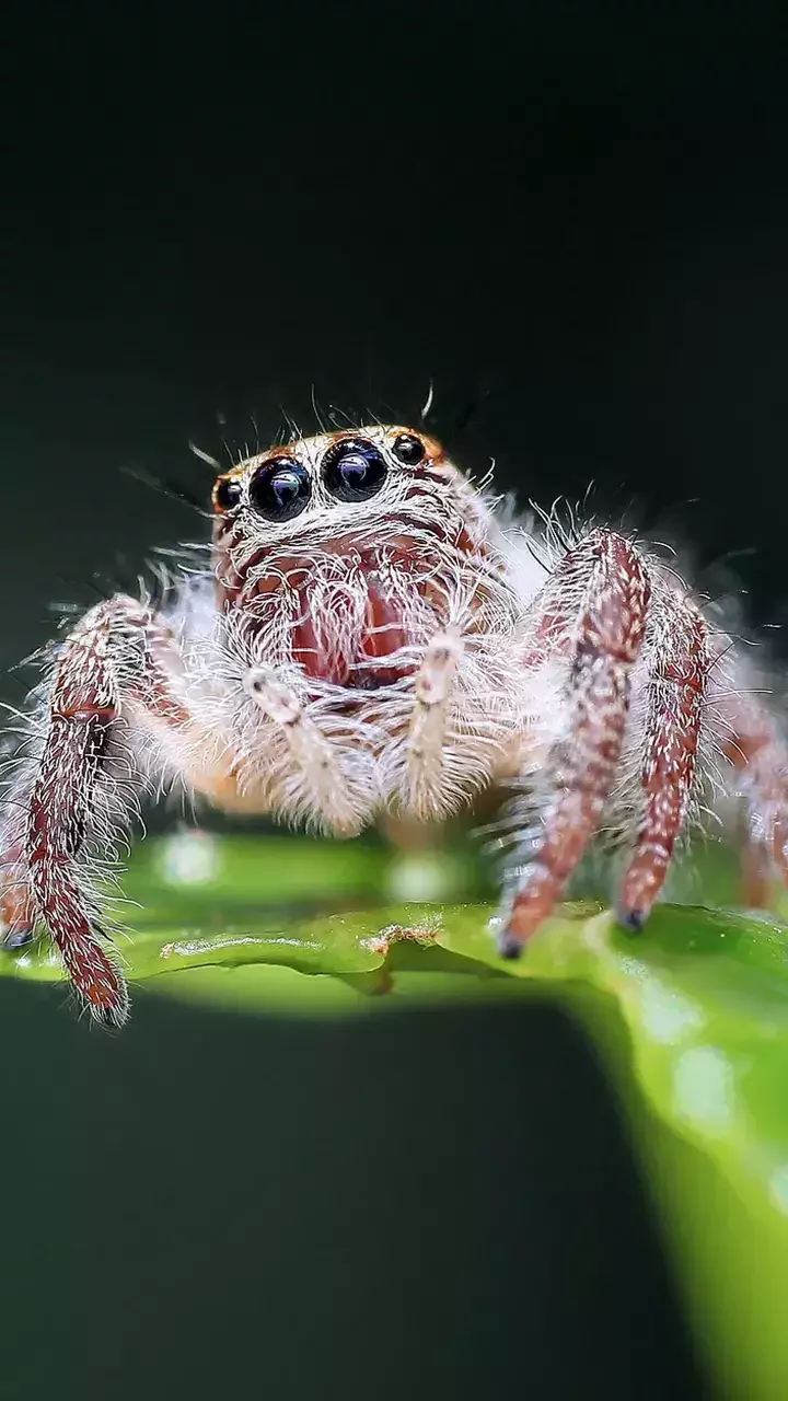 Spiders (Jumping Spiders)