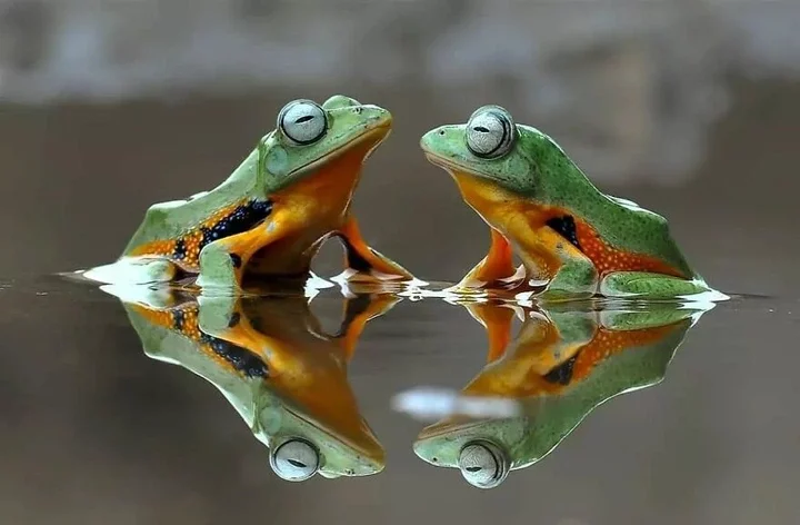 Meet Yan Hidayat, The Indonesian Photographer Who Takes Captivating Photos Of Small Reptiles (New Pics)