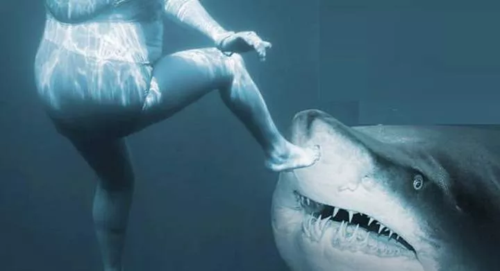What the shark and your vagina have in common