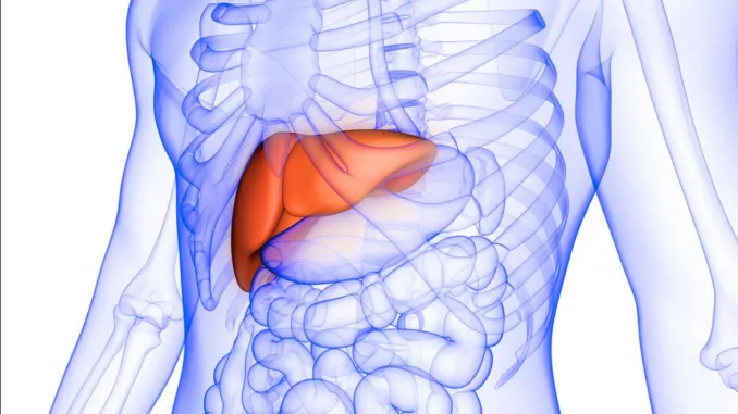 Parts Of the Body You Will Feel Pain If the Liver Is Swollen Due to Diseases