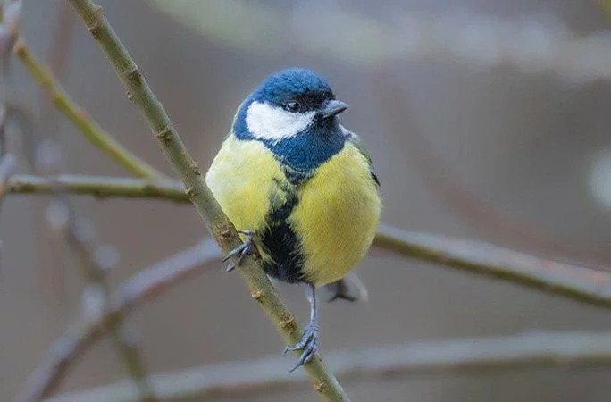 bird on branch