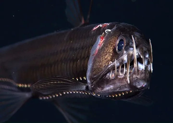 5 creepiest creatures found in the deep sea