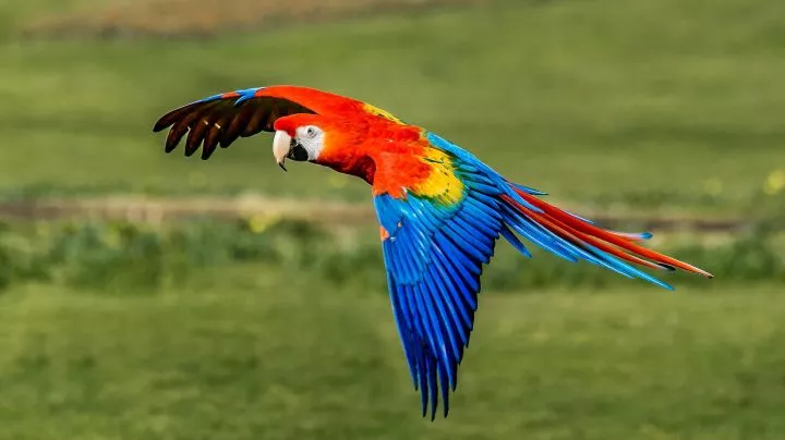 Scarlet Macaw - Full Profile, History, and Care beautiful birds