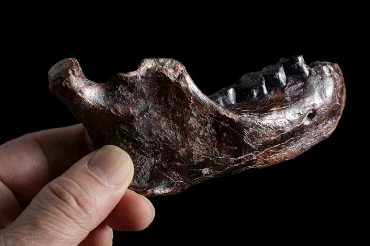 Who were the ancient Denisovans? Fossils reveal secrets about the mysterious humans