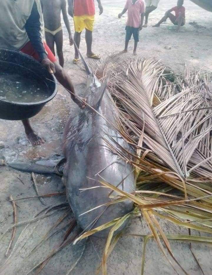 Shark caught in Bayelsa community