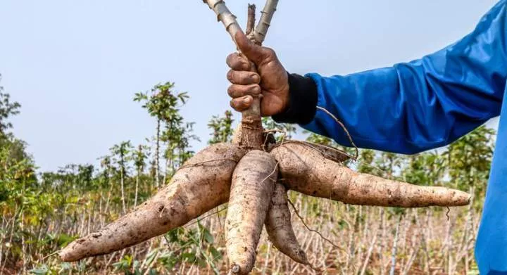 "For commodification of the naira, use cassava" explained