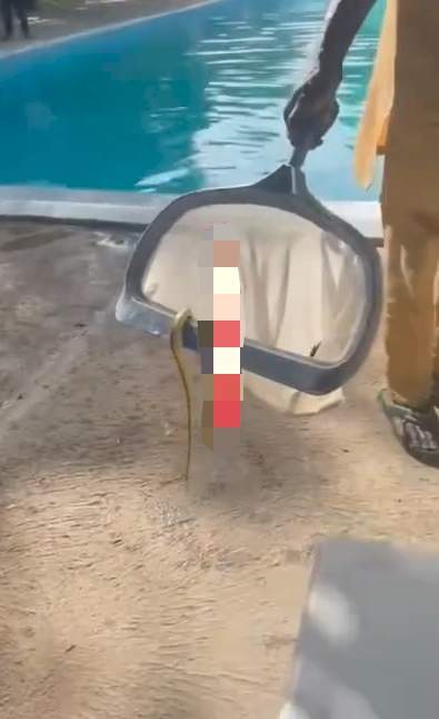 Kids escape being bitten by a snake inside a swimming pool in Yola (Video)
