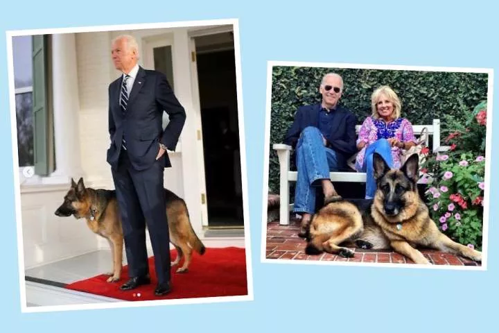 President Biden's German Shepherd bites another Secret Service agent
