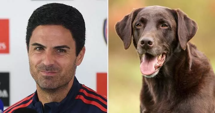 EPL: Arteta gives real reason for buying dog for Arsenal, naming her 'Win'