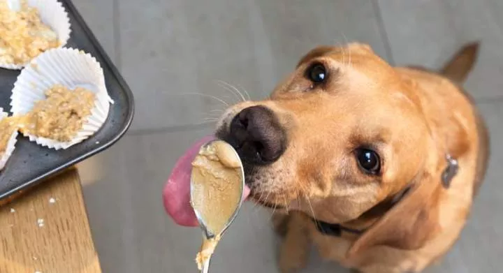 It is important to note that while dogs can enjoy a variety of human foods, there are certain items that should never find their way into their mouths. (Credit: Getty Images)