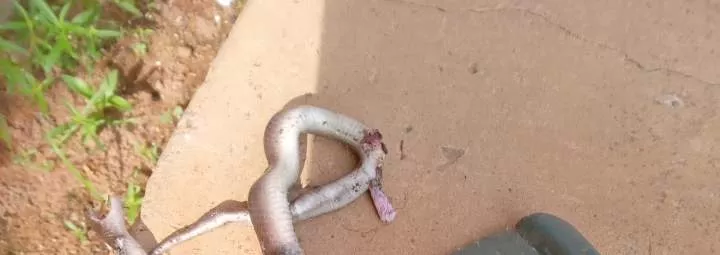 Nigerian woman kills snake that entered her kitchen