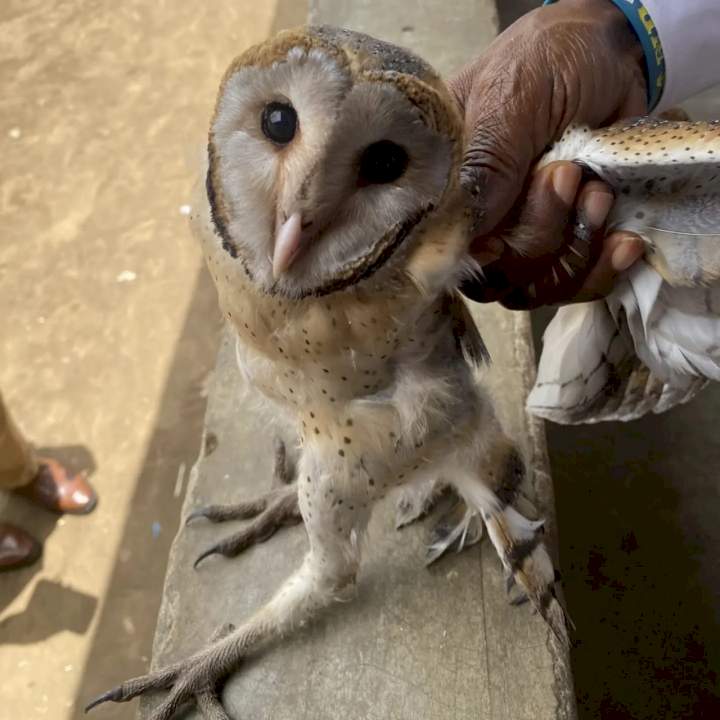 Owlet escapes being killed after it strayed into a Lagos church