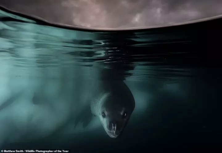 This photo of a 'curious leopard seal' in Antarctica was taken by British-Australian photographer Matthew Smith. He used a 'specially made extension' for his underwater equipment to capture the image, which wins the competition's Underwater category. NHM says: 'Though leopard seals are widespread and abundant, overfishing, retreating sea ice and warming waters mean that krill and penguins - their main food sources - are both in decline'