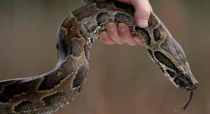 Pythons attack people on this island - there is no shortage of fatal cases