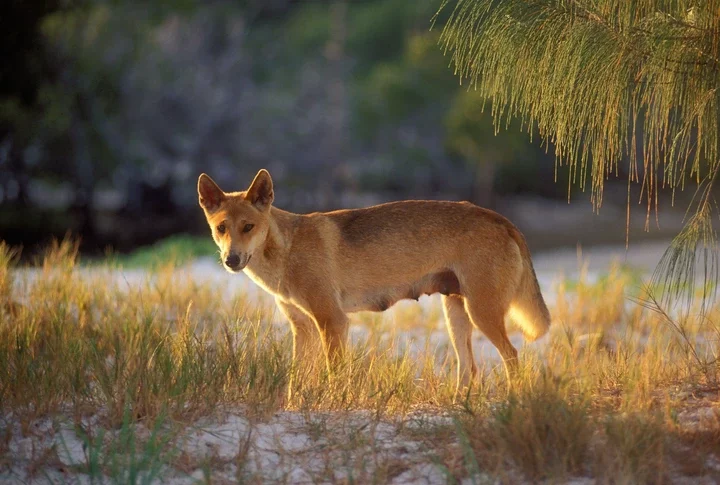 Dingoes have been known to attack unsuspecting people on the island