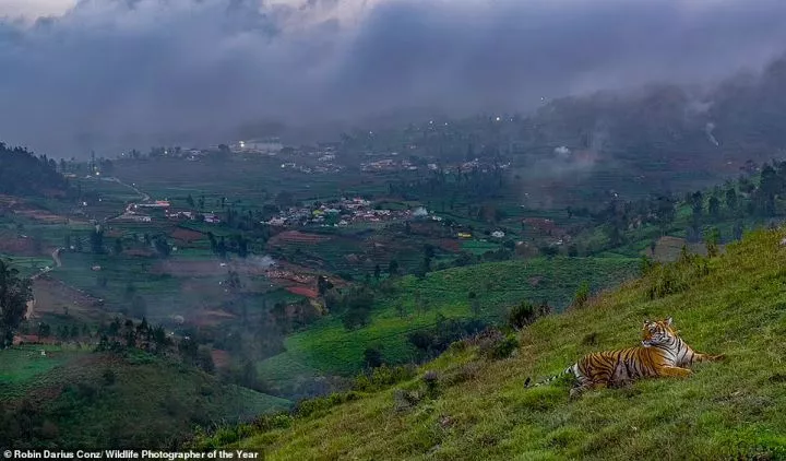 This breathtaking image shows a tiger resting above a town in India's Western Ghats mountain range. It was captured by German photographer Robin Darius Conz and wins the Urban Wildlife category. NHM says: 'The protected areas in the Western Ghats, where tigers are carefully monitored, are some of the most biodiverse landscapes in India and have a stable population of tigers. Outside these areas, where development has created conflict between humans and wildlife, tiger occupancy has declined'