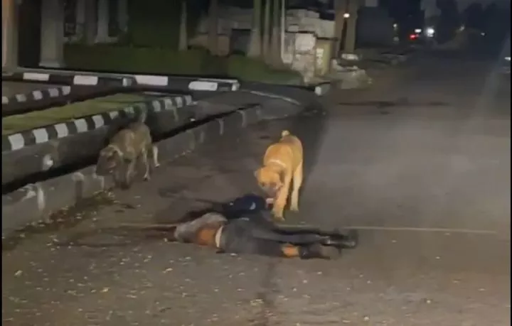 Dogs in Lekki's Pinnock Estate allegedly escape, attack and kill security guard