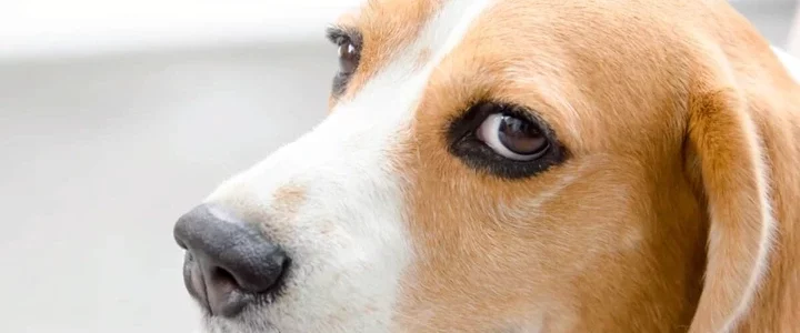 Top 10 dog side eye memes to send a message