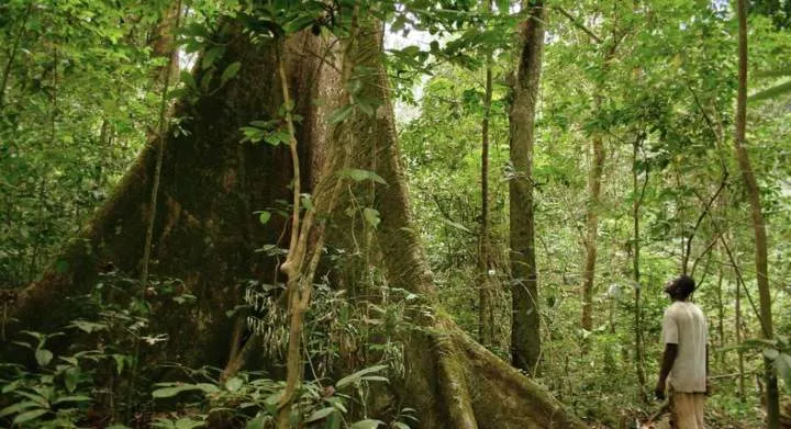 10 African countries with the highest forest concentration