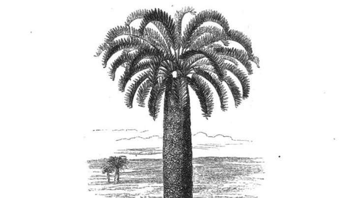 The extinct Wood's Cycad