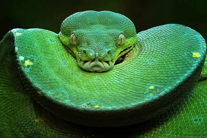 This Indonesian Photographer Continues to Take Captivating Pictures of Various Reptiles and Insects (38 New Pics)
