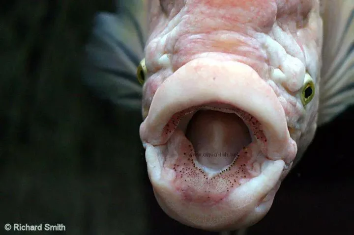 5 animals that give birth through their mouth