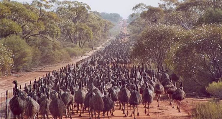 The 'Great Emu War' where big birds battled the military and won
