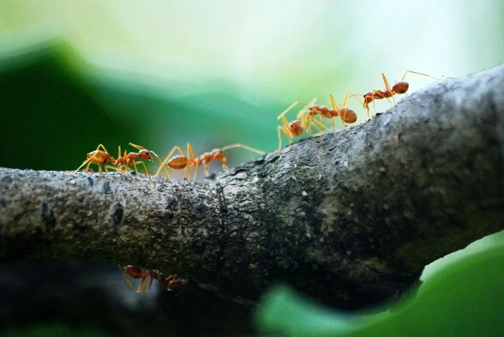 Ants: Industrious giants.