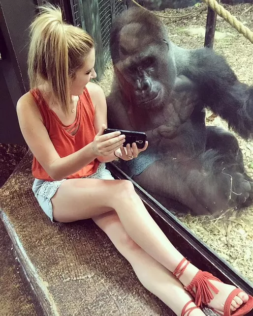 Zoo management urges public to stop showing gorillas their phones because it's 'upsetting' them and 'affecting their relationships'
