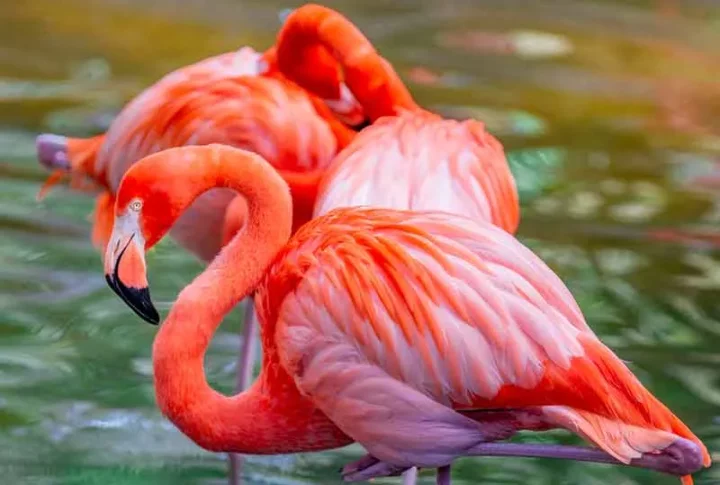 Caribbean Flamingos - ZooTampa at Lowry Park