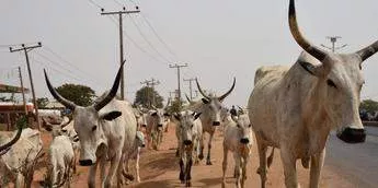 Governor Yusuf donates 12 cows to prison inmates to give them 'sense of belonging' [Twitter/@afrinewstoday]