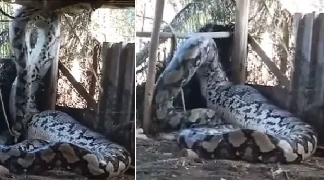 Huge anaconda 'caught in India', watch scary video