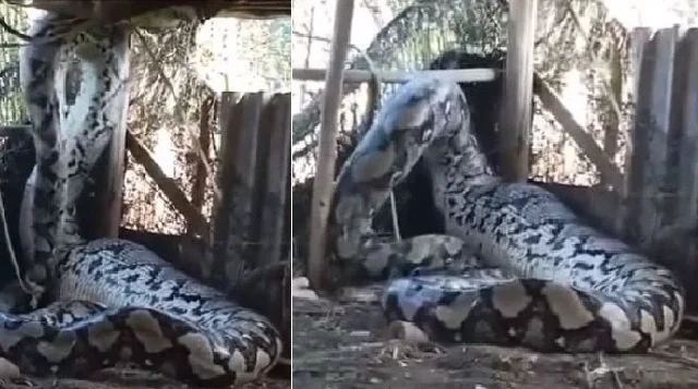 Huge anaconda 'caught in India'