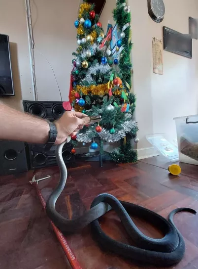 Huge 6ft black mamba snake slithers out from family's Christmas tree in festive horror