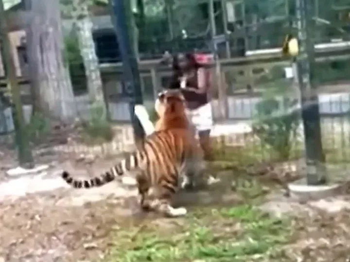 Woman charged after climbing over zoo fence to pet tiger in viral video