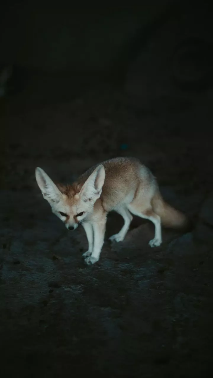 Fennec Fox