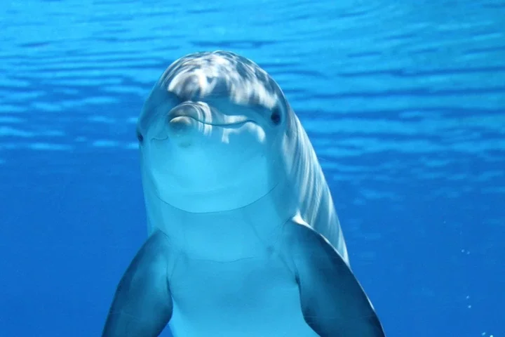 Five fascinating facts about dolphins